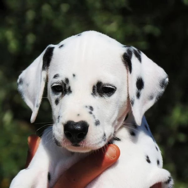 cuccioli dalmata con pedigree