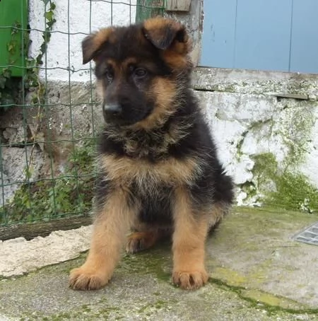regalo cuccioli pastore tedesco maschio e femmina