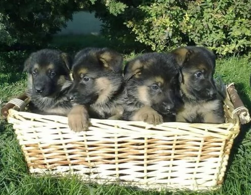 regalo cuccioli pastore maschio e femmina