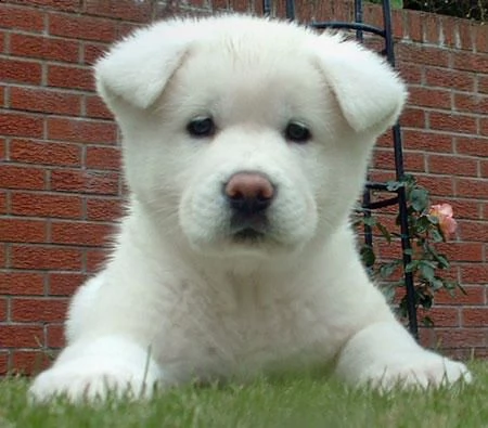 adorabili cuccioli di akitainu femminucce e maschietti disponibili per ladozione gratuita i cuccio
