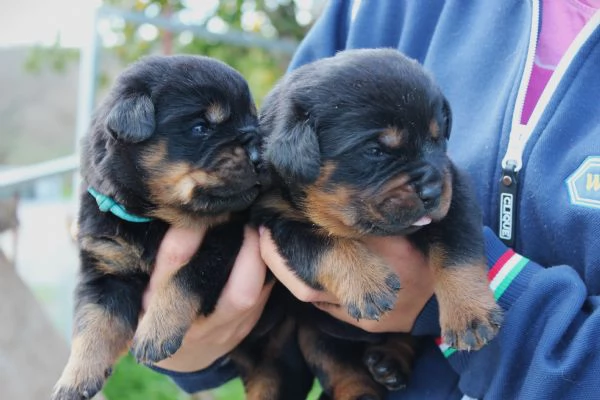 Meravigliosi Cuccioli Di Rottweiler | Foto 1