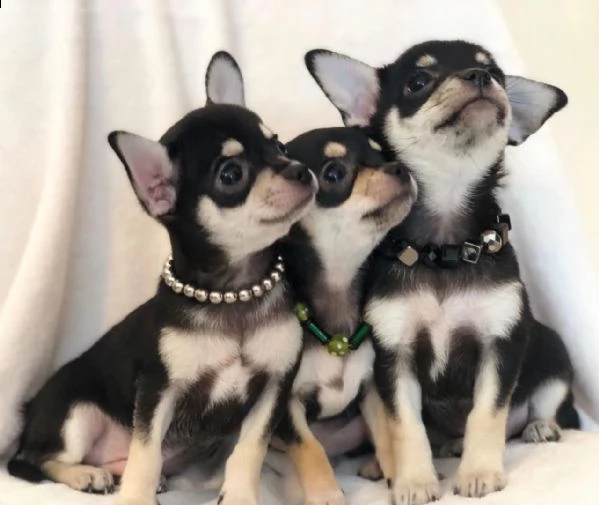 incredibile chihuahua x papillon