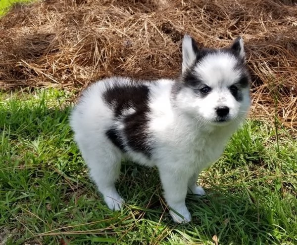 cuccioli pomsky maschio e femmina | Foto 0