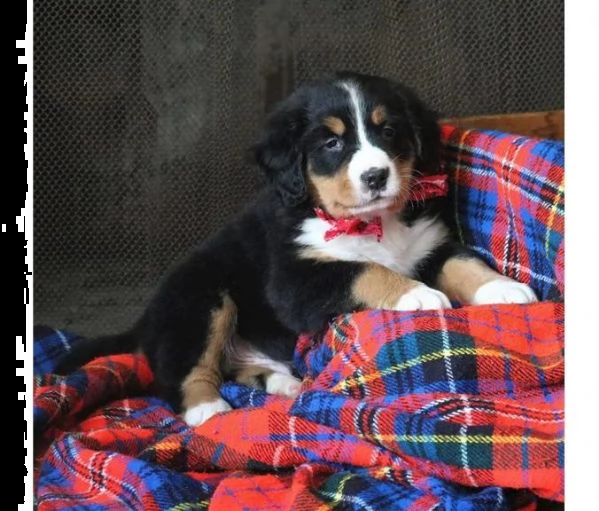 bovaro del bernese di 3 mesi | Foto 0