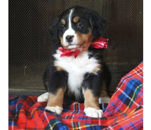 Regalo Bovaro del bernese da Privato a Verona bovaro del bernese di 3 mesi