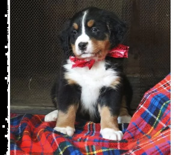 bovaro del bernese di 3 mesi