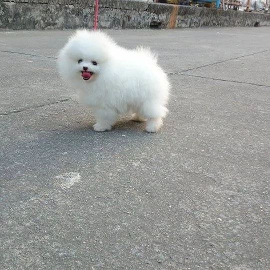  2 pomeranian bianco  toy maschio e femmina