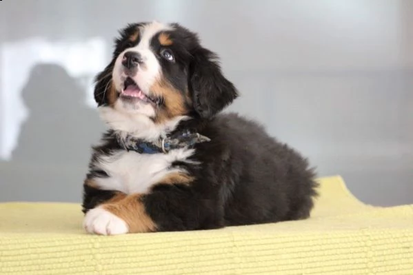 bellissimi cuccioli bovaro del bernese | Foto 0