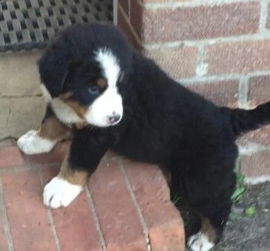 bellissimi cuccioli bovaro del bernese