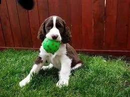 vendita cuccioli springer spaniel inglese