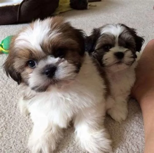 cucciolo di shitzu maschio e femmina