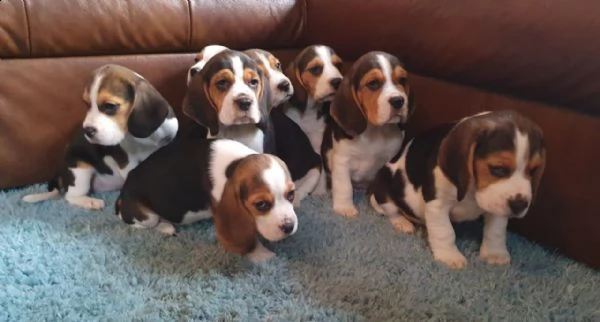 bellissimi cuccioli di beagle