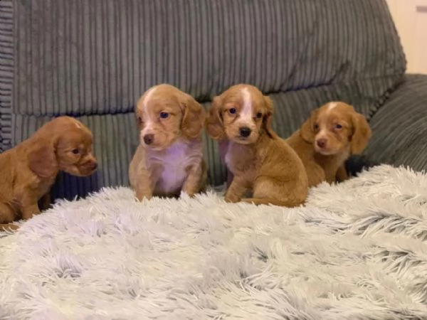 cocker spaniel di lavoro eccezionali
