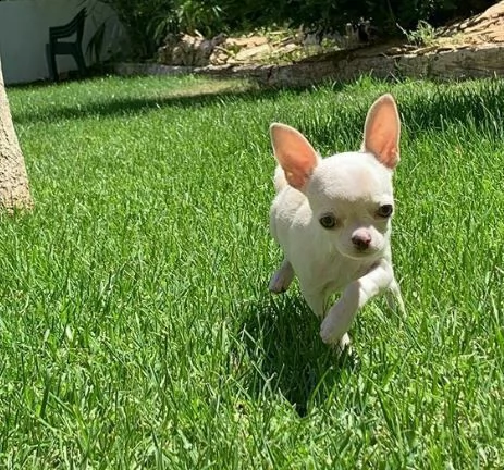 chihuahua toy bianchissimi 