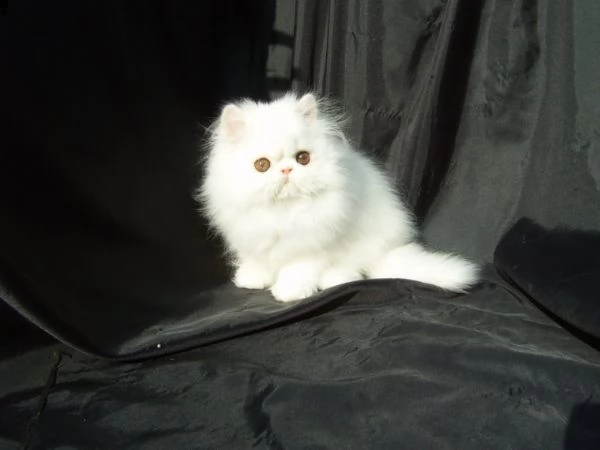 disponibili gattino persiano