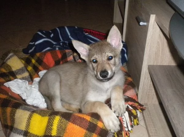 stupendi cuccioli cane lupo cecoslovacco | Foto 0
