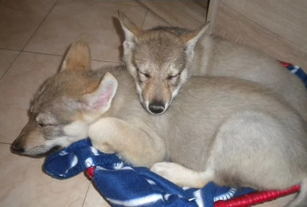 stupendi cuccioli cane lupo cecoslovacco