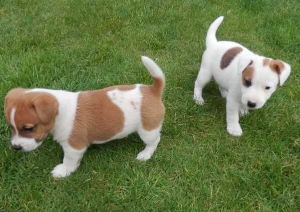 bellissimo cuccioli jack russell terrier