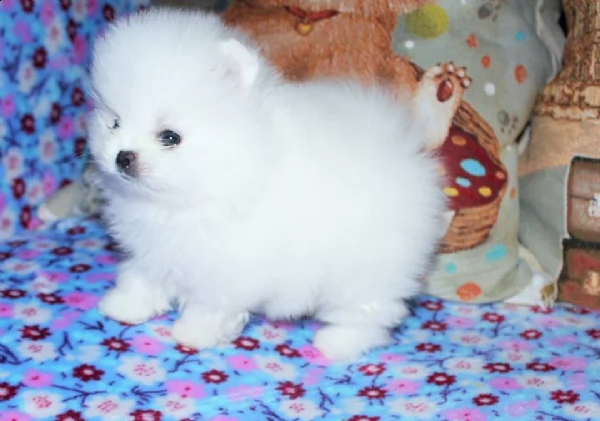 regalo cuccioli di pomerania maschio o femmina