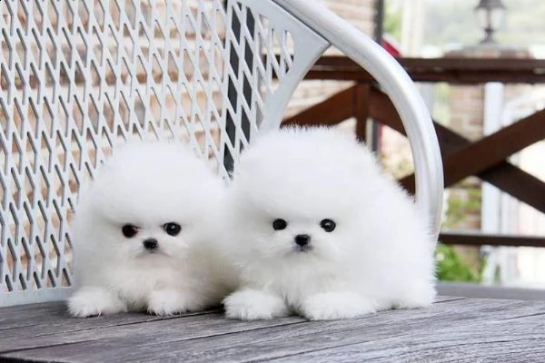 cuccioli di volpino di pomerania