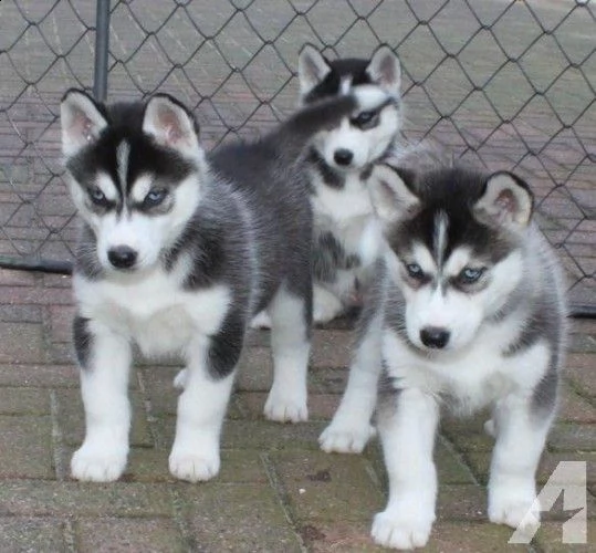regalo husky cuccioli disponible per ladozione