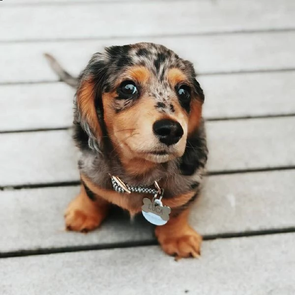 adorabili cuccioli bassotto per adozione | Foto 2