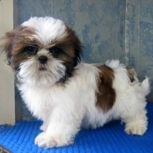 in adozione cucciolata di shih tzu