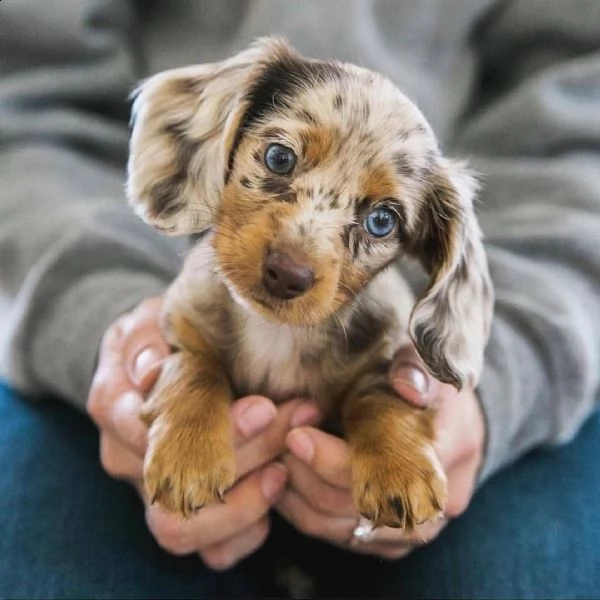 giocoso teacup bassotto cuccioli per adozione