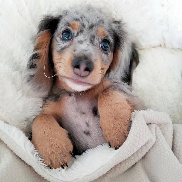 giocoso teacup bassotto cuccioli per adozione | Foto 1
