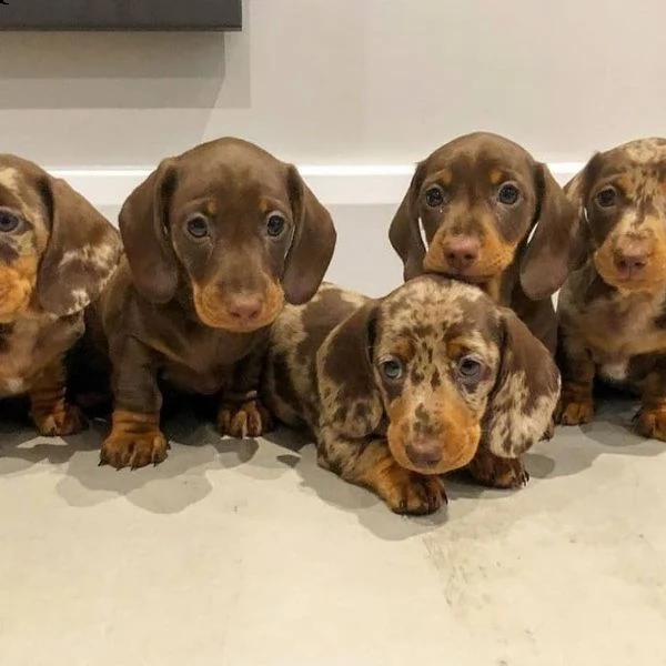 giocoso teacup bassotto cuccioli per adozione | Foto 0