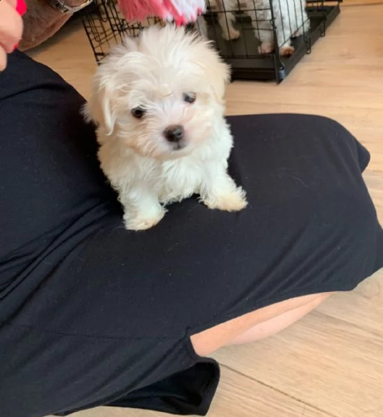 maltese toy cuccioli terrier