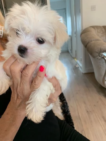 maltese toy cuccioli terrier | Foto 1