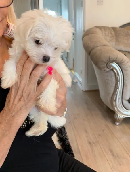 maltese toy cuccioli terrier | Foto 0