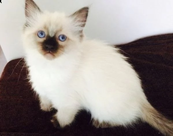 cuccioli sacro di birmania disponibili
