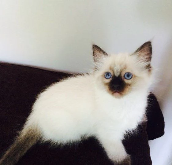 cuccioli sacro di birmania disponibili | Foto 0