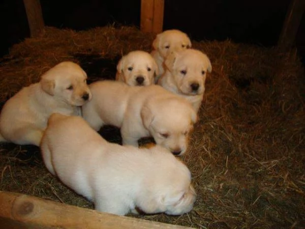regalo labrador cuccioli disponibile per ladozione