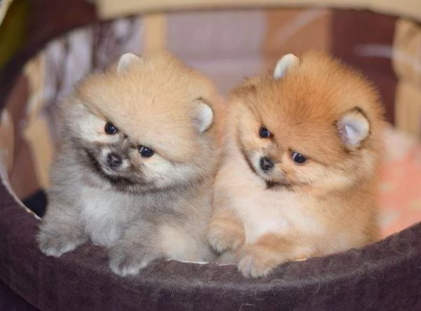 disponibili cuccioli di spitz pomerania toy bellissimi teneri e dolci di 70 giorni 