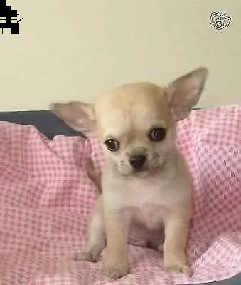  originali di chihuahua toy teneri e intrigatissimi di 2 mesi e mezzo