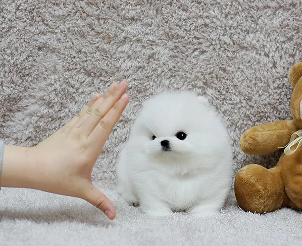 piccola volpino pomerania