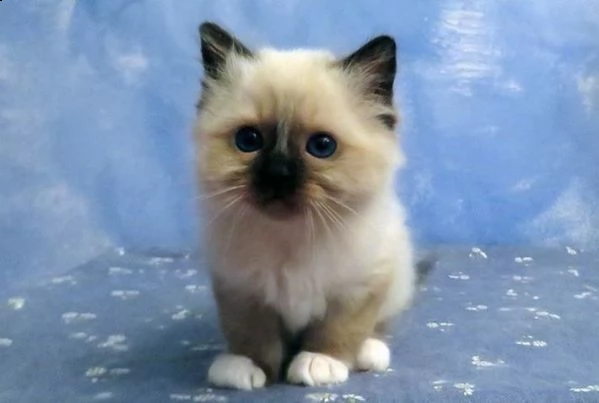 splendida gatti fivfelvhcm sacro di birmania