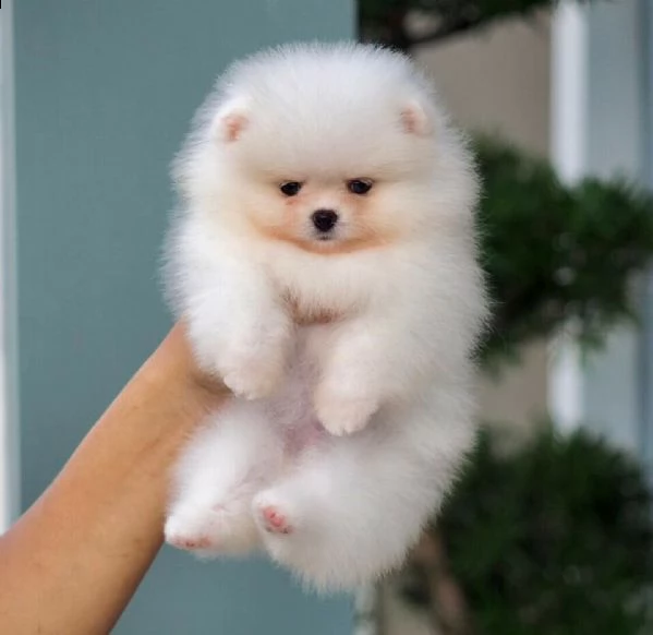 spitz di pomerania di tre mesi allevati in italia con documenti 