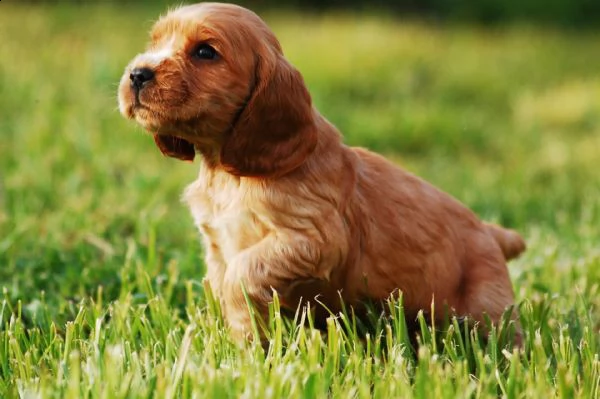 cocker spaniel inglese alta genealogia - pedigree enci