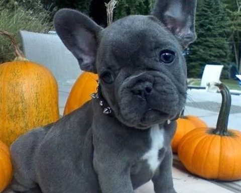 bulldog francese blu | Foto 0