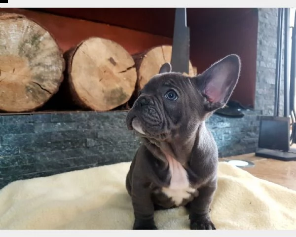 bulldog francese blu