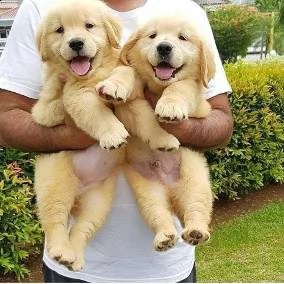 regalo golden retriever cuccioli per ladozione
