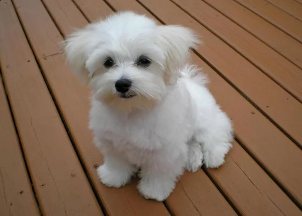 cuccioli di maltese mini toy