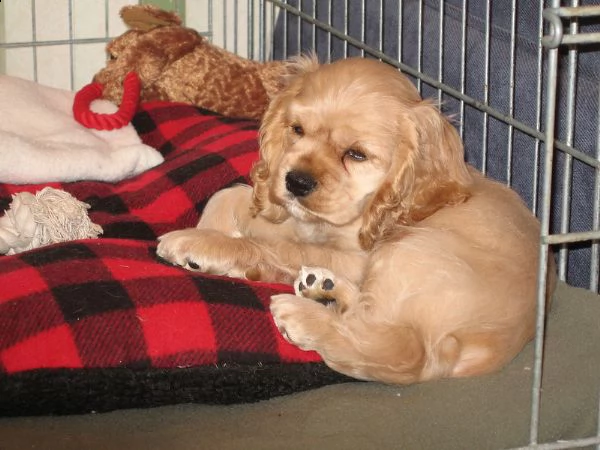 cuccioli cocker spaniel inglese  disponibili per ladozione