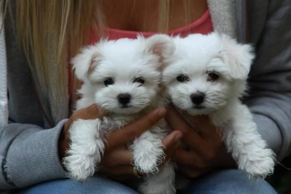 regalo maltese toy cuccioli disponibile per ladozione adorabili 