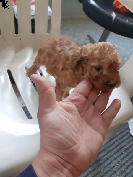 barboncino toy maschio e femmina | Foto 3