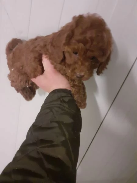barboncino toy maschio e femmina | Foto 0